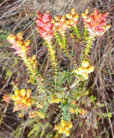 Penaea mucronata flowering as best it can